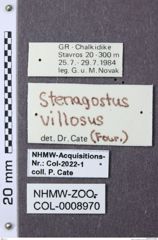 Etiketten zu Stenagostus rhombeus (NHMW-ZOO-COL-0008970)